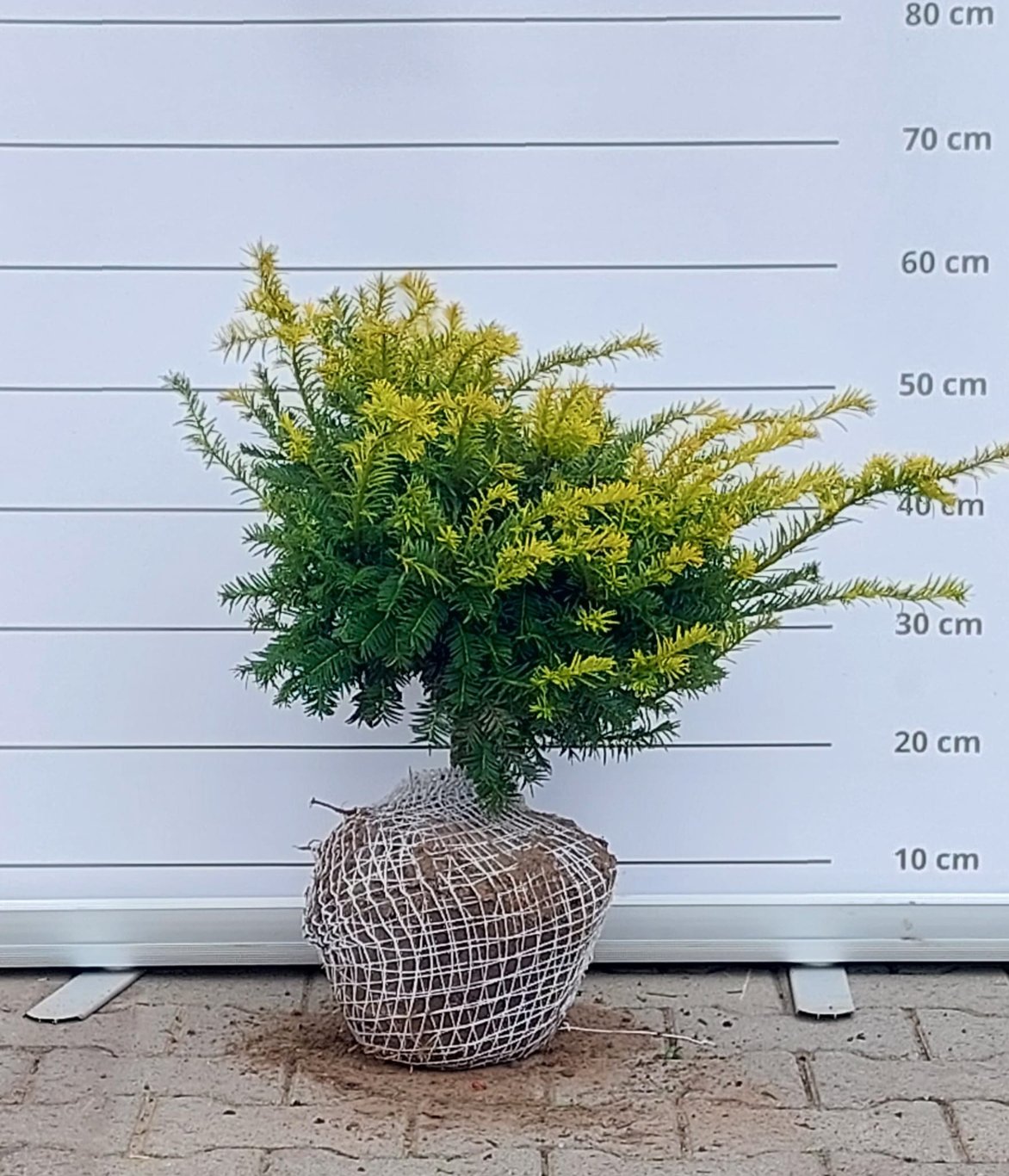 Taxus b. 'Goud Elsje' - 30-40 CM RB